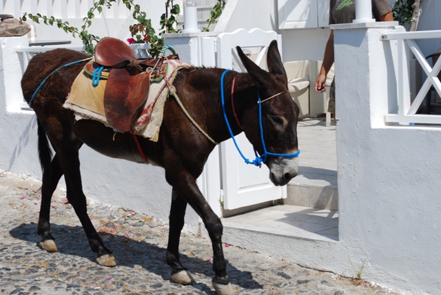 Donkey Santorini