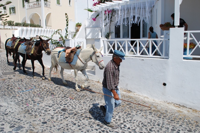 Santorini donkey